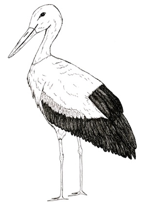 Dibuix de la cigonya